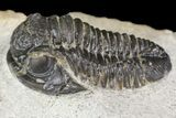 Detailed Gerastos Trilobite Fossil - Morocco #164724-1